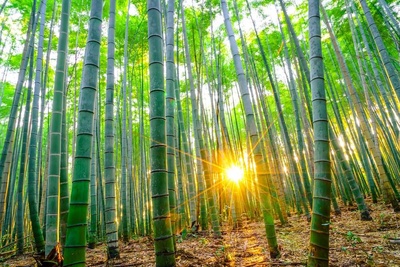 Čo ste netušili o bambusu?